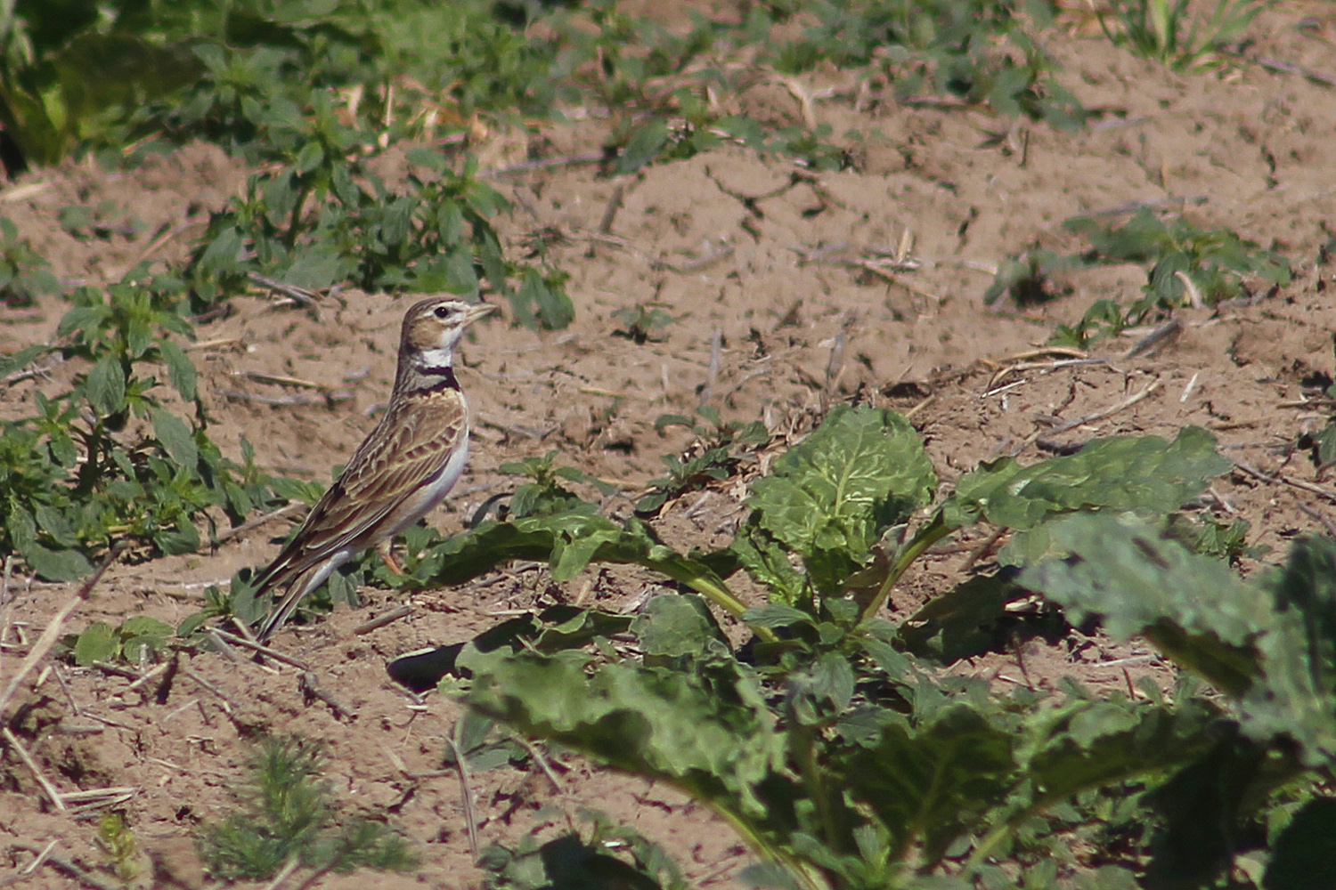 Calandra Lark